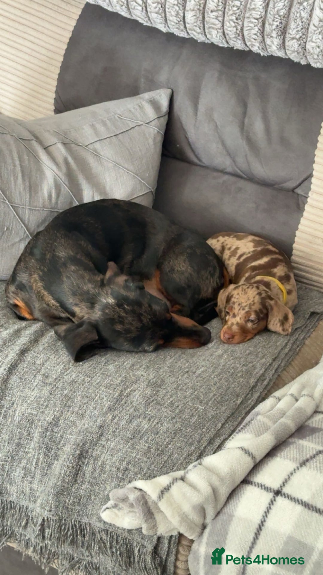 Dachshund dogs for sale: 4 beautiful dachshunds puppies for sale. - Image 12