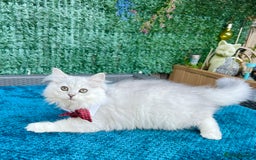 British Longhair cats for sale: READY NOW ‼️🏆British Longhair Boy.GCCF  - Image 3