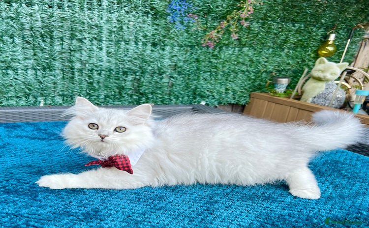 British Longhair cats - Advert 3