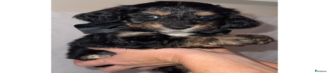 Dachshund Puppy 1