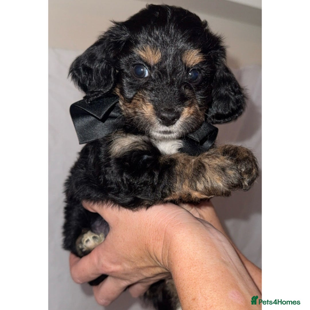 Dachshund dogs for sale: DOXIEPOO PUPPIES  - Image 3