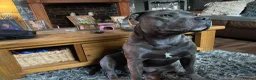 Staffordshire Bull Terrier dogs for stud: For stud - Advert 4