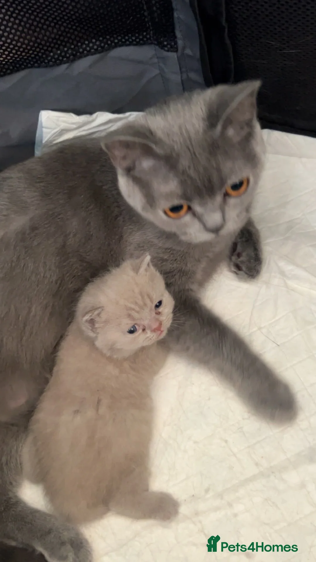 British Shorthair cats for sale: 2 Lilac British Shorthair Kittens!  - Advert 8