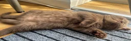 British Shorthair cats for sale: **READY** Chocolate British Shorthair Kittens - Advert 13