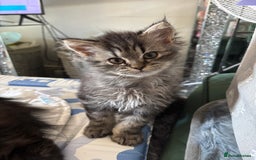Persian cats for sale: Last Kitten Available! Persian silver black female - Image 1