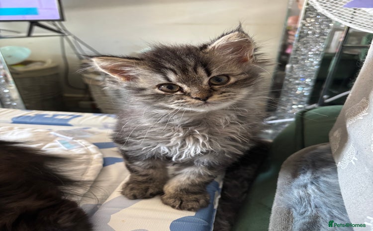 Persian cats - Advert 11