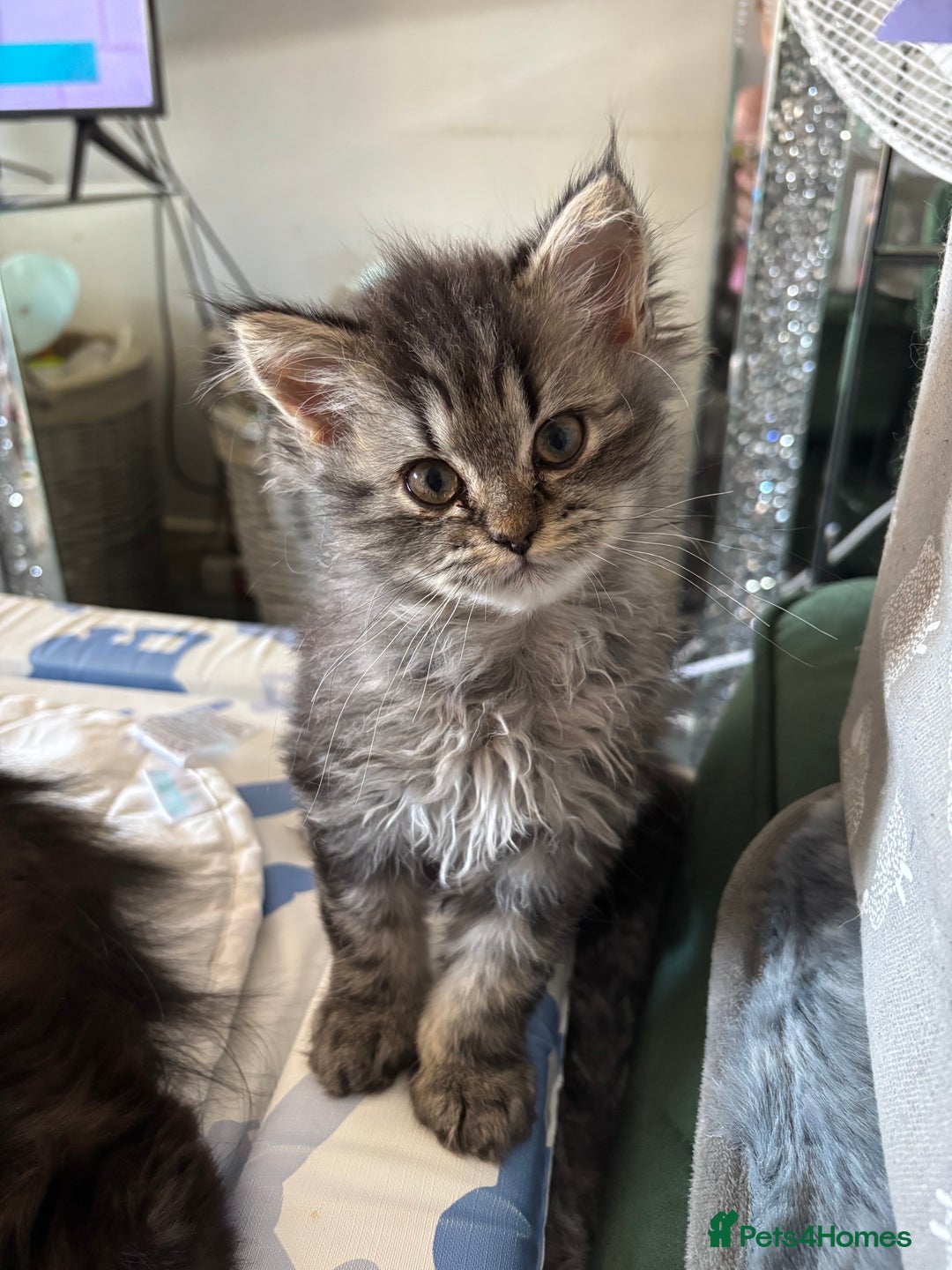 Persian cats for sale: Last Kitten Available! Persian silver black female - Image 1