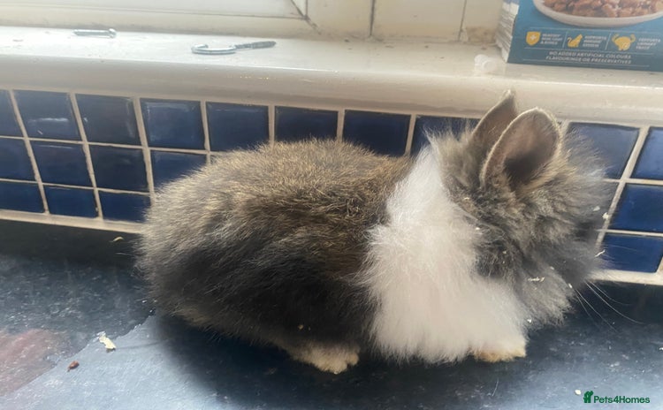 Lionhead rabbits Gorgeous baby lion heads - Advert 14