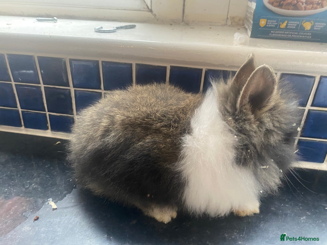 Lionhead rabbits for sale: Gorgeous baby lion heads - Advert 1