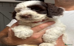 Mixed Breed dogs for sale: Mega Coated Schnockerpoo puppies - Image 36