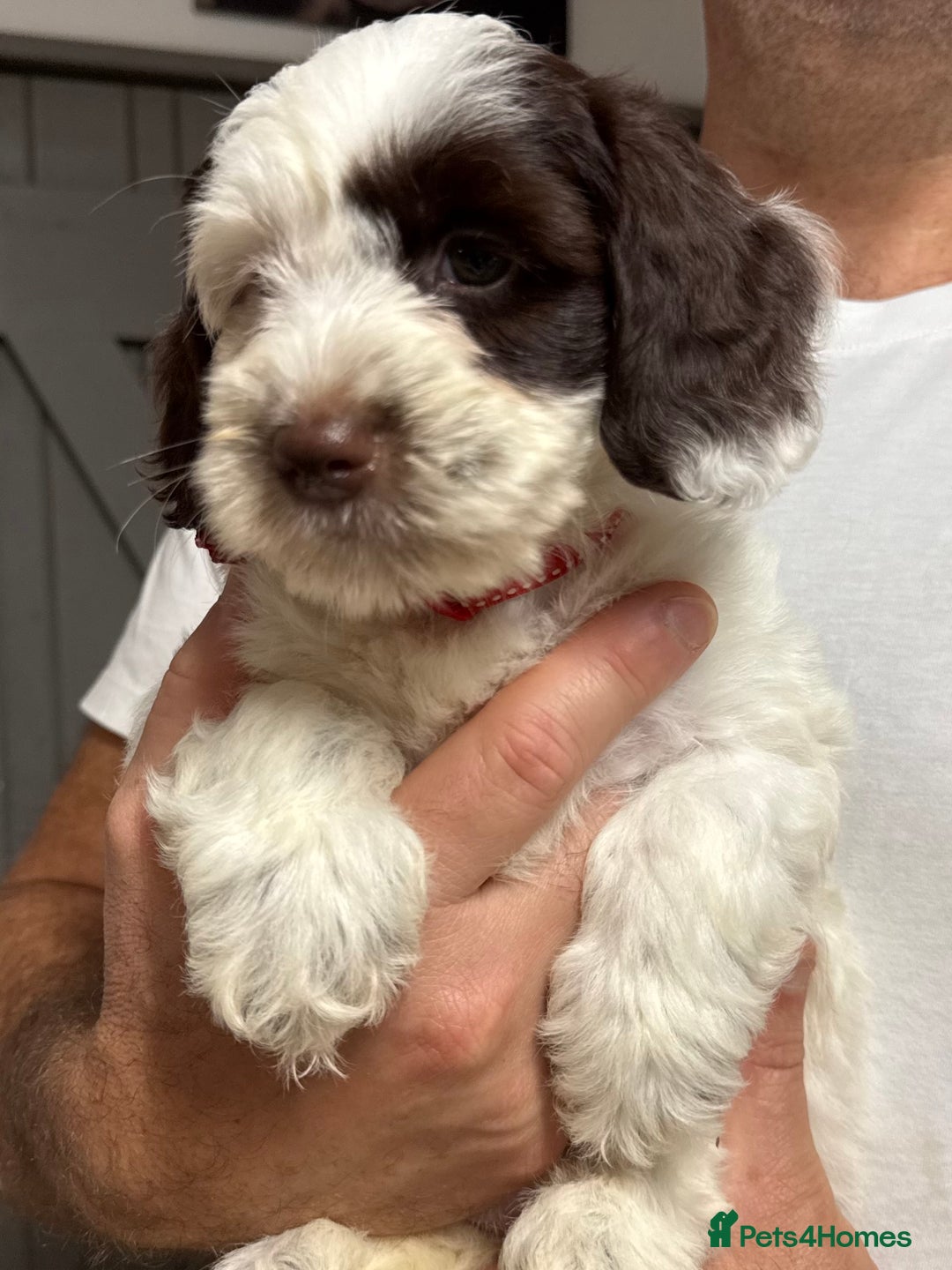 Mixed Breed dogs for sale: Mega Coated Schnockerpoo puppies - Image 36