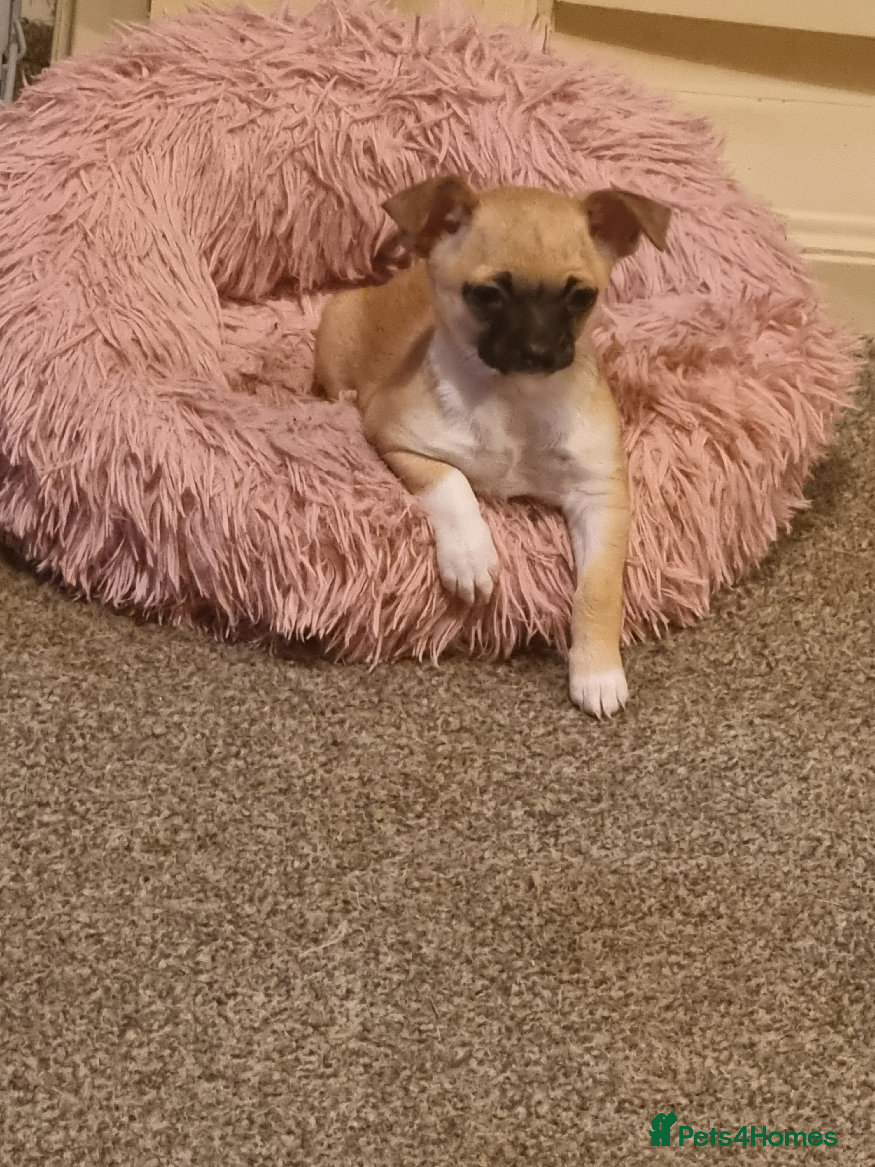 Mixed Breed dogs Chihuahua cross  - Advert 2