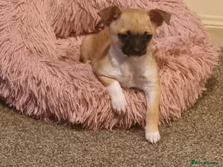 Mixed Breed dogs Chihuahua cross - Advert 16