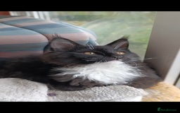 Maine Coon cats for sale: Maine-Coon kittens  - Image 30