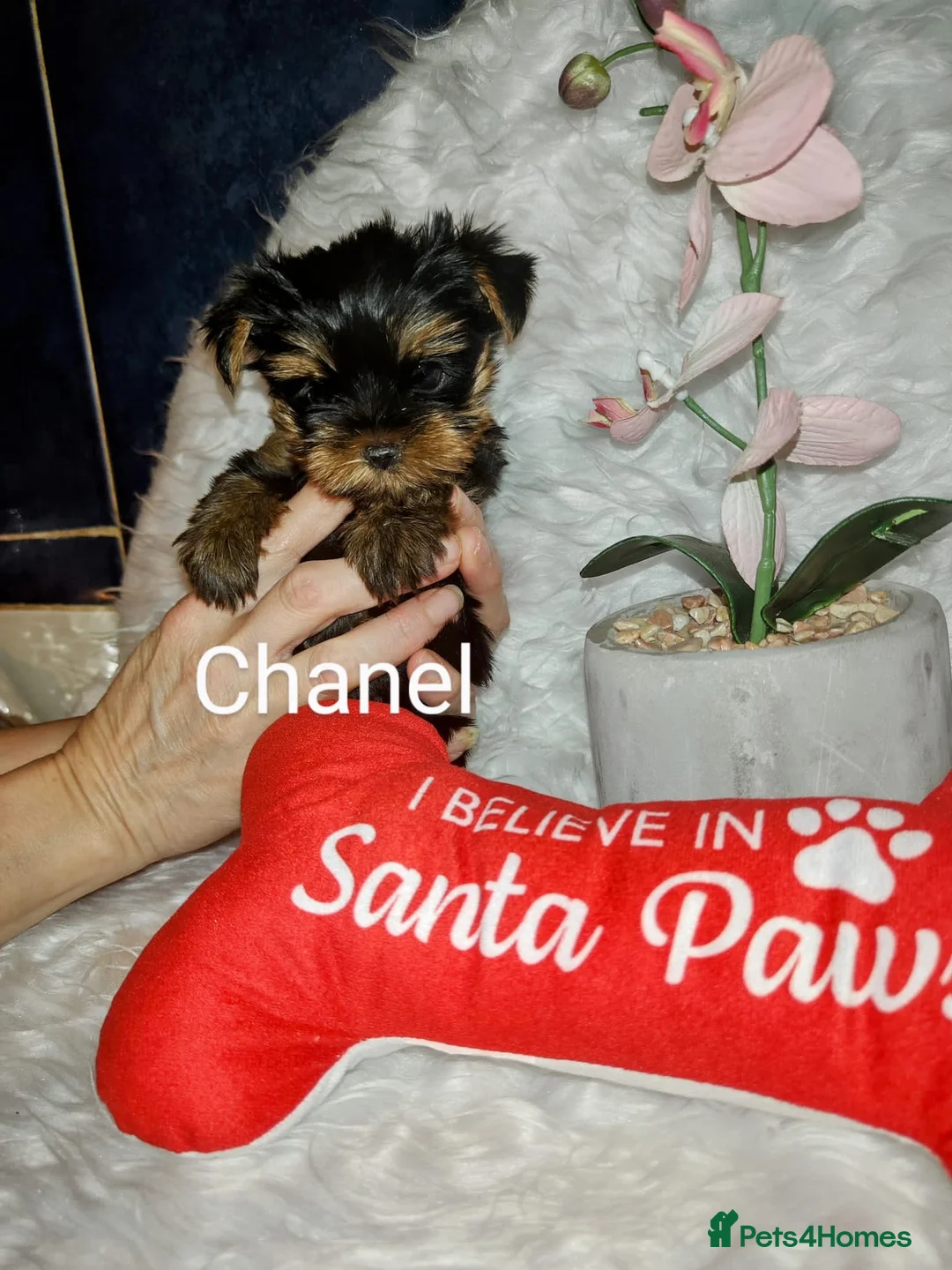 Yorkshire Terrier dogs for stud: Super small Yorkie with short muzzle DNA tested in Sheffield - Advert 22