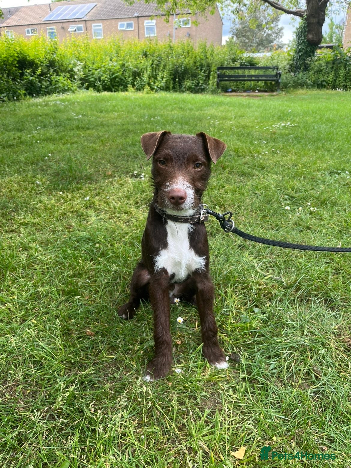 Patterdale Terrier dogs Male patterdale cross  - Advert 7