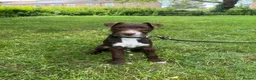 Patterdale Terrier dogs for sale: Male patterdale cross  in Peterborough - Advert 1