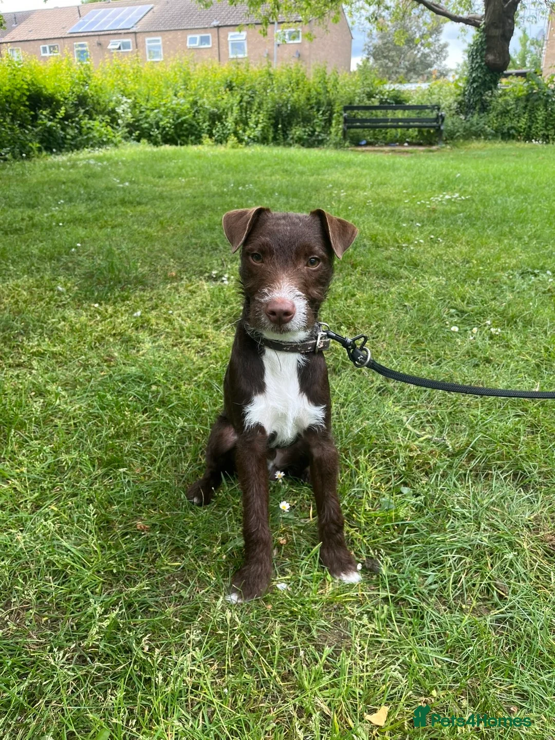Patterdale Terrier dogs for sale: Male patterdale cross  in Peterborough - Advert 1