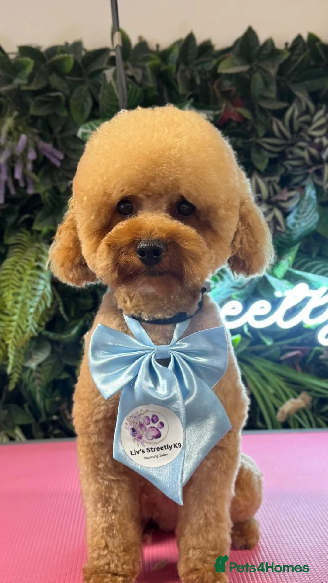 Maltipoo dogs for sale: Maltipoo Puppies - Advert 13