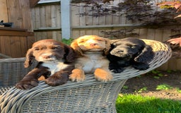 Cocker Spaniel dogs for sale: Beautiful Kc cocker spaniel  boys and girls  - Image 1