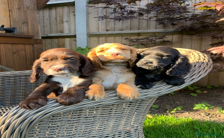 Cocker Spaniel dogs - Advert 9