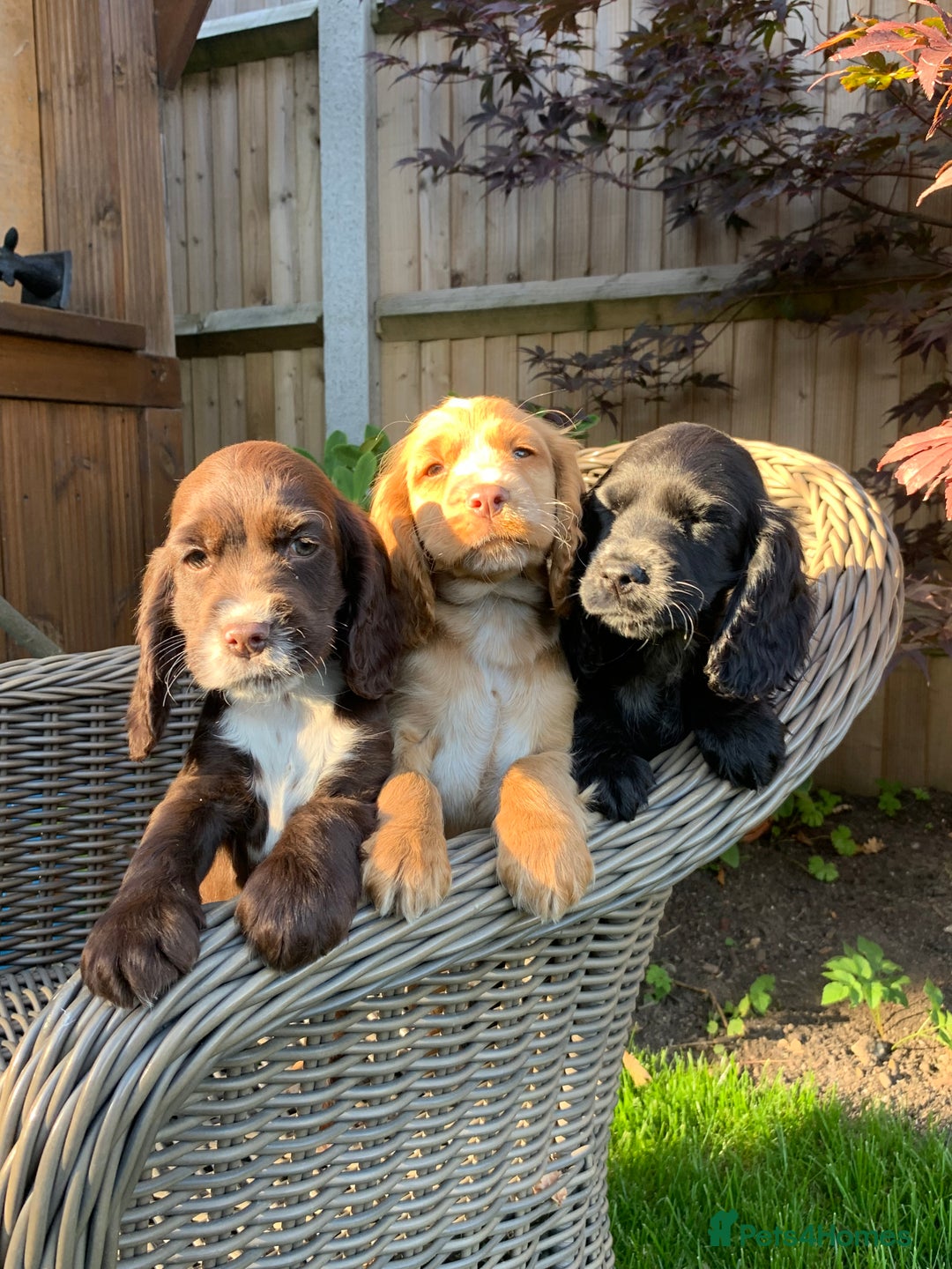 Cocker Spaniel dogs for sale: Beautiful Kc cocker spaniel  boys and girls  - Image 1