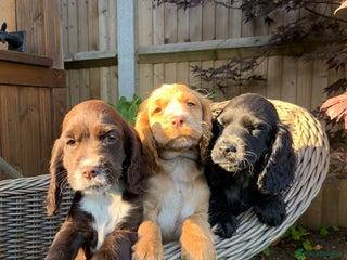 Cocker Spaniel dogs - Advert 9