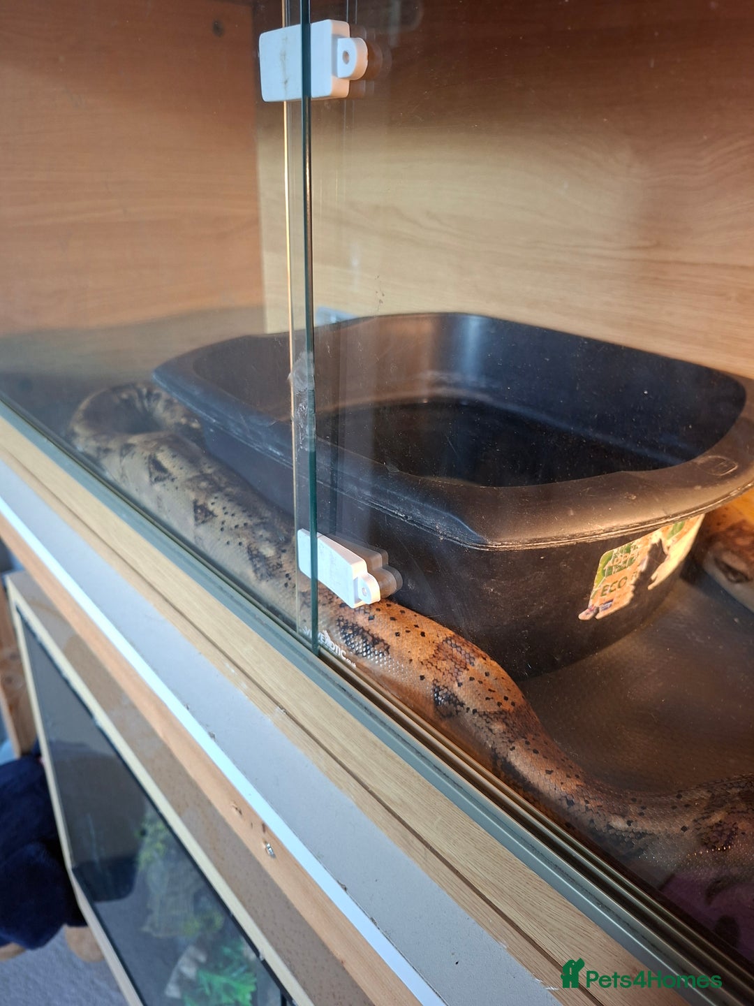 Boa Snake reptiles for sale: Hog island boas. One male one female. - Image 4