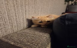 Scottish Fold cats for sale: !1 LEFT! BEAUTIFUL SCOTTISH FOLDS FOR SALE - Image 25