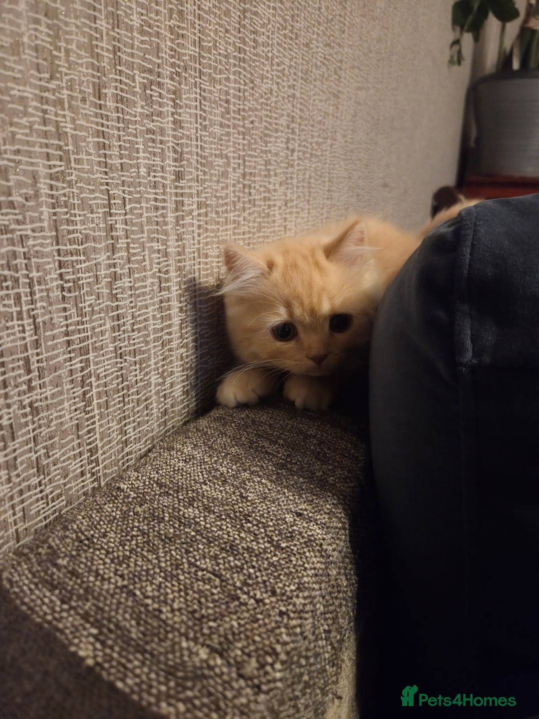 Scottish Fold cats for sale: !1 LEFT! BEAUTIFUL SCOTTISH FOLDS FOR SALE - Image 25