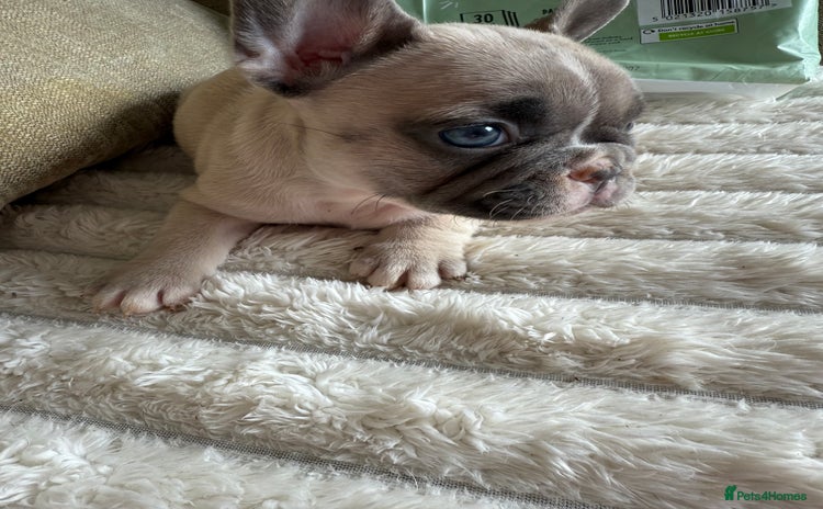 French Bulldog dogs - Advert 2