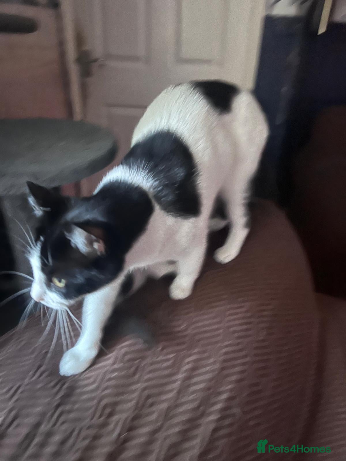 Mixed Breed cats Gorgeous Kittens for sale  - Advert 1