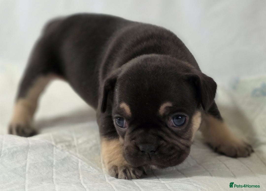 French Bulldog dogs for sale: TOP QUALITY KC REG FRENCHIES AVAILABLE  - Image 18