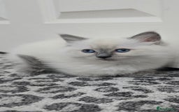 Ragdoll cats for sale: Gorgeous Ragdoll Kittens  - Image 1