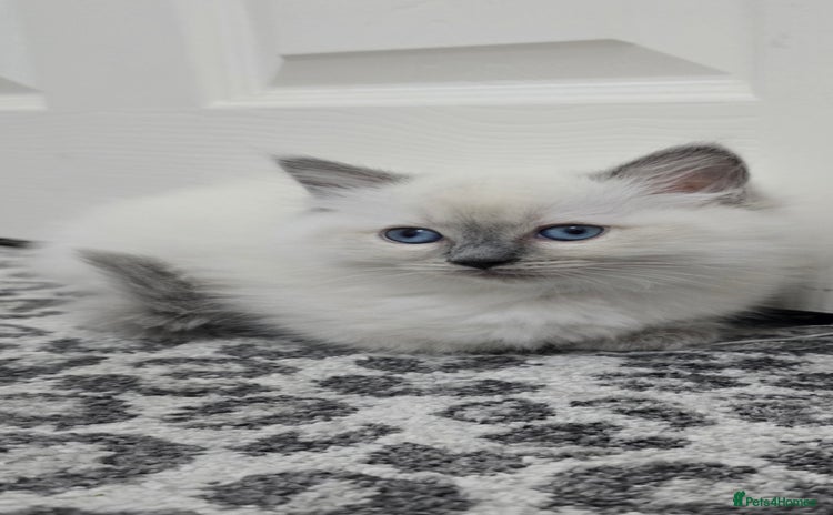Ragdoll cats - Advert 9