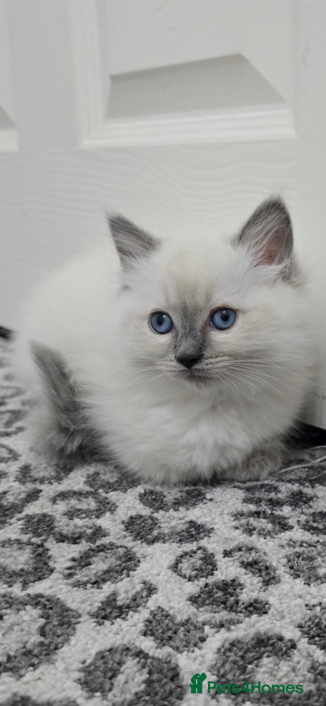 Ragdoll cats for sale: Gorgeous Ragdoll Kittens  - Image 1
