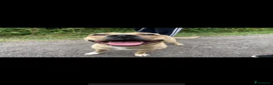 Mixed Breed 1