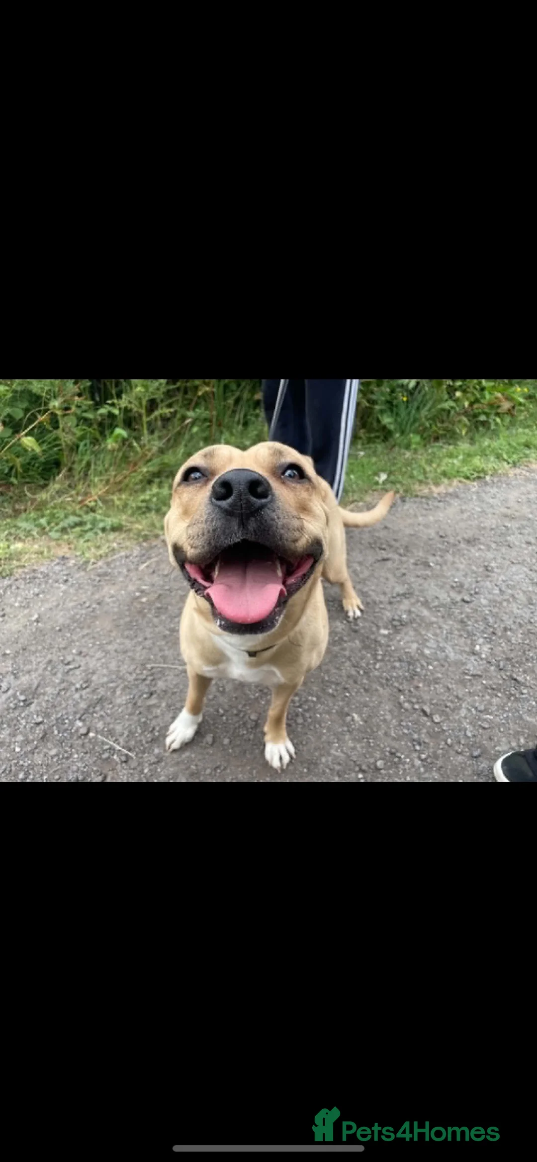 Mixed Breed dogs for sale: Johnon’s Bulldog x Staffy  in Darlington - Advert 2