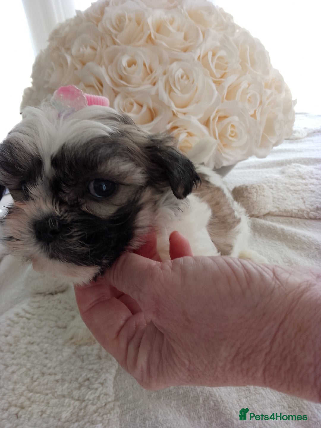 Mixed Breed dogs for sale: Maltese X Lhasa apso  - Image 3