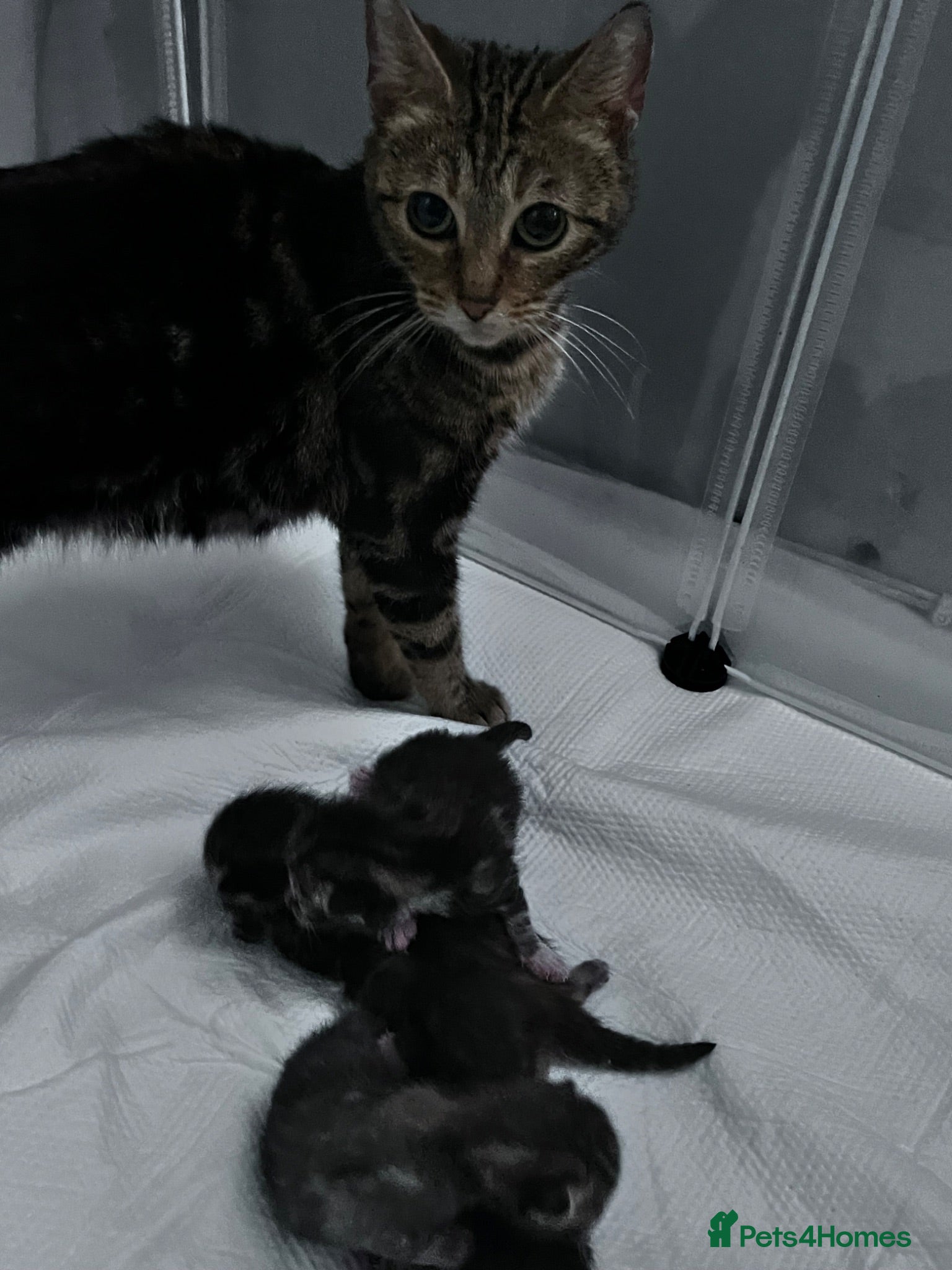 Mixed Breed cats Beautiful bengal cross kittens - Advert 3