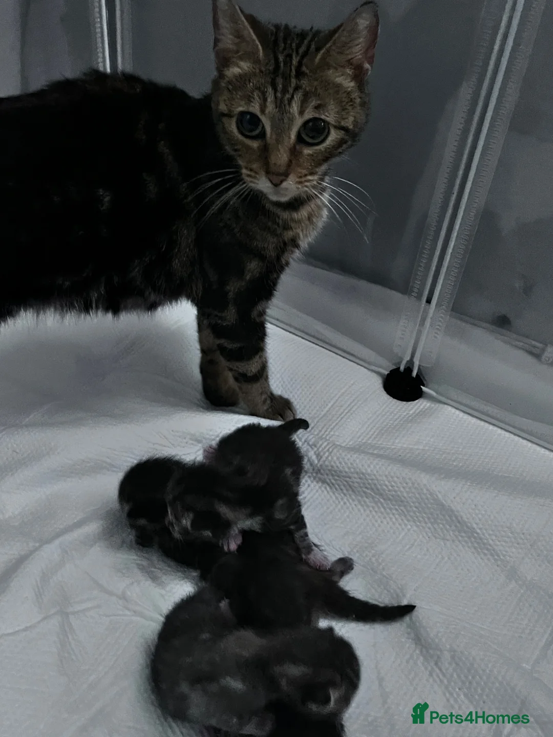 Mixed Breed cats for sale: Beautiful bengal cross kittens - Advert 1