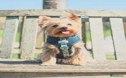 Yorkshire Terrier dogs for sale: 🐾 Miniature Yorkshire Terrier Puppies 🐾 - Image 8