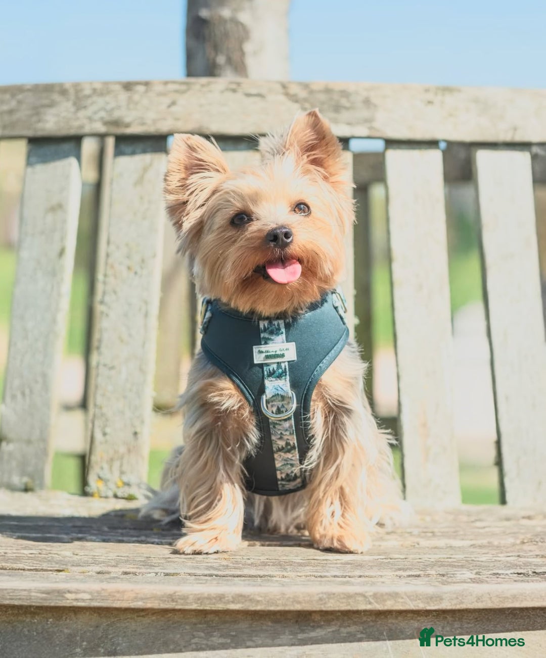 Yorkshire Terrier dogs for sale: 🐾 Miniature Yorkshire Terrier Puppies 🐾 - Image 8