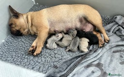 French Bulldog dogs for sale: 5 French bulldog puppy’s  - Image 21