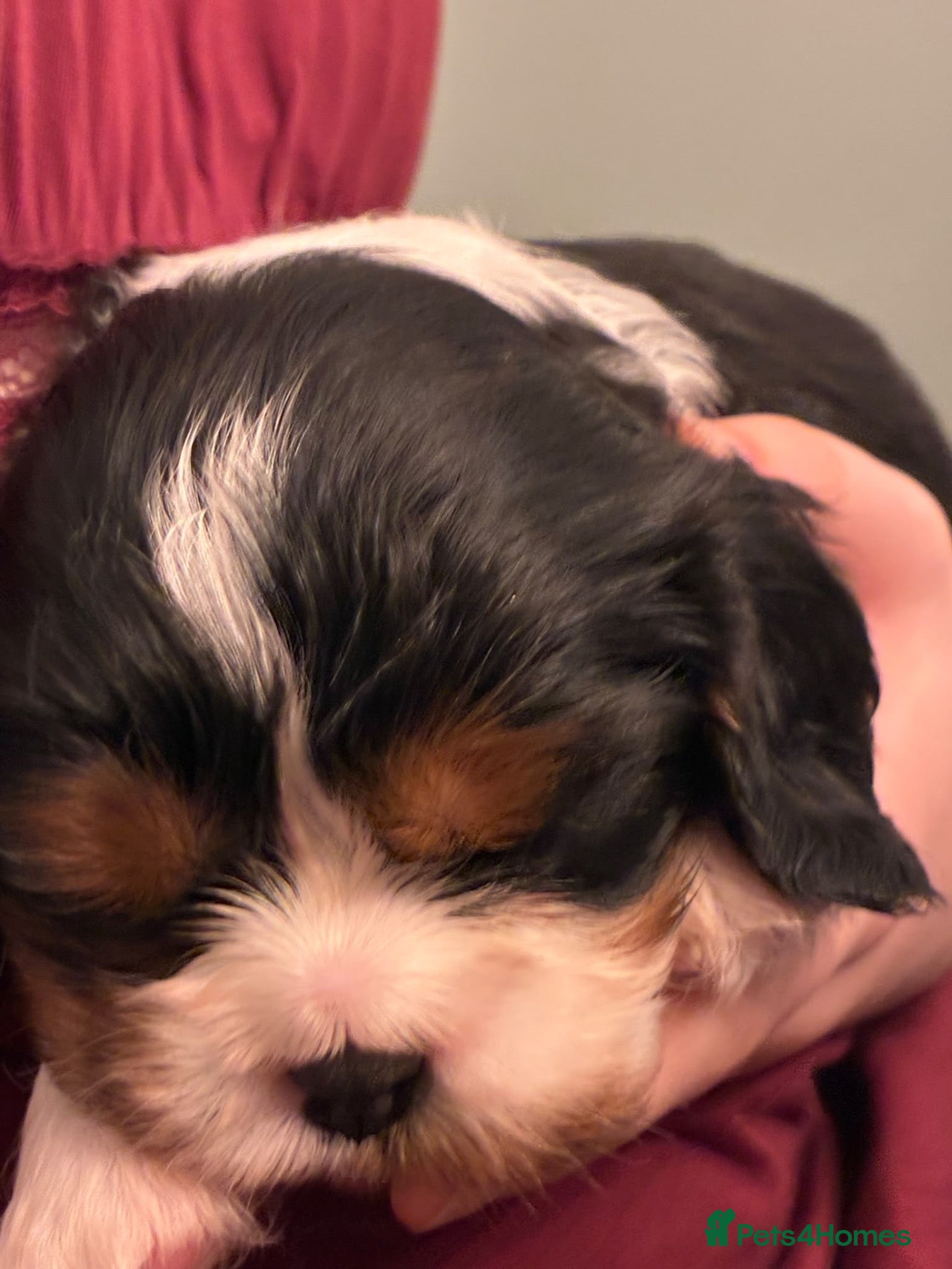 Cavalier King Charles Spaniel dogs Exceptional cavalier King Charles puppies  - Advert 2