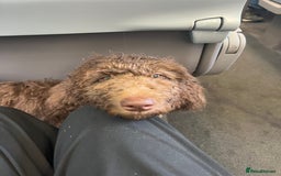 Labradoodle dogs for sale: LABRADOODLE 6MO REHOME  - Image 4