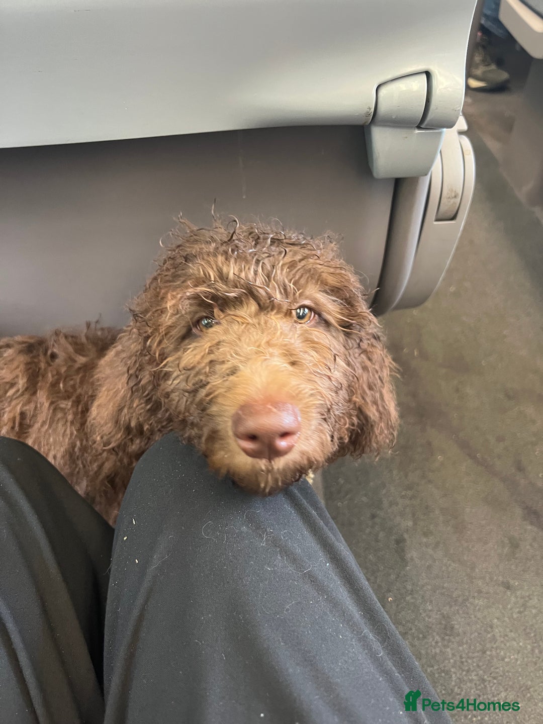 Labradoodle dogs for sale: LABRADOODLE 6MO REHOME  - Image 4