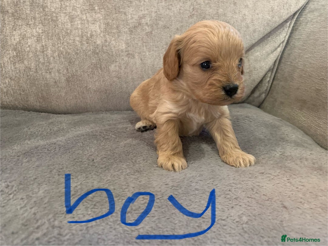 Cavapoo dogs for sale: Cavalier puppy’s  - Advert 2