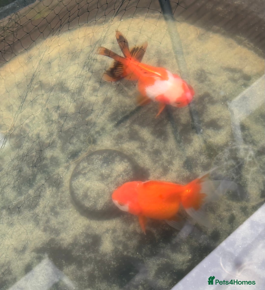 Fancy Goldfish fish for sale: Free fish - Advert 1