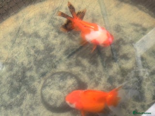 Fancy Goldfish fish Free fish - Advert 1